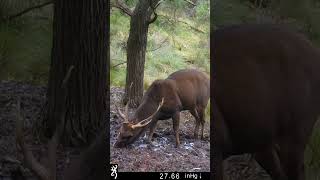 Wallowing Sambar Stag deerhunting [upl. by Arytal]