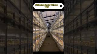 Philippines Broiler Chicken Cage，Automatic Battery Cage Broiler Poultry Farm RETECH Farming [upl. by Iinde184]