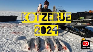 My First YouTube Video  Kotzebue Alaska Giant Sheefish Through The Ice [upl. by Brier]