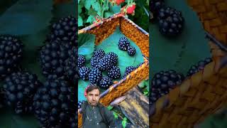 fruit blackberrys satisfying [upl. by Lovato]