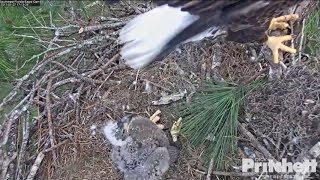 Southwest Florida Eagles SWFL Eagles  E9 Eaglet 27 Days Old  January 27 2017 3 [upl. by Laro]