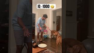 Making our vizsla’s question reality 🫢 magic vizsla dogs funny fetch comment for part 2 🤗 [upl. by Marino]