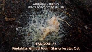 Cara membuat Grindal Worm Malaysia [upl. by Sower752]