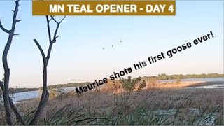 Ouverture aux sarcelles J4  MN September 2024  MN Teal Opener Day 4 [upl. by Cynde]