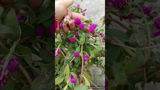 Gomphrena plant care tips shorts [upl. by Andris]