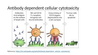 Antibody dependent cellular cytotoxicityADCCamp Complementary dependent cytotoxicityCDC Code 451 [upl. by Fish927]