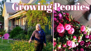 Growing Peonies In The Landscape amp Cut Flower Farm [upl. by Jecho911]