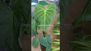 Philodendron Melanochrysumphilodendron rareplants houseplants balconygarden balcony plants [upl. by Guy916]