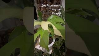 Rhaphidophora Tetrasperma variegata  rare variegated aroid plant rareplants aroids plantlover [upl. by Eatnom194]