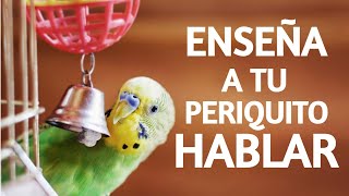 ✅COMO ENSEÑAR a HABLAR💬 a Un PERIQUITO 🐤 [upl. by Nylzor]