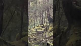 Sitka Blacktail Deer within the Tongass National Forest alaska blacktaildeer nationalforest wild [upl. by Madelin]