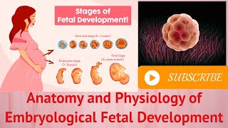 Anatomy and Physiology of Embryological Fetal Development [upl. by Mendelsohn]