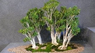 Buxus or Boxwood Bonsai Indepth Guide [upl. by Elisa]