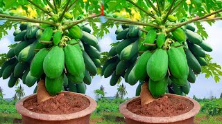 New Way To Graft Papaya Tree grow Papaya  great ideas for propagation papaya trees [upl. by Sivle878]