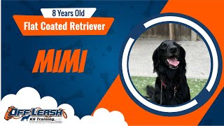 Best Flat Coated Retriever Dog Training  Mimi  Dog Training in London [upl. by Eiramyelhsa]