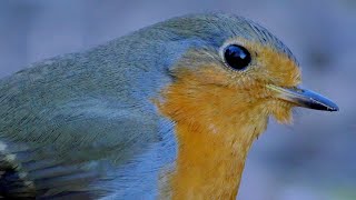 Pettirosso  European Robin Erithacus rubecula [upl. by Nortad254]