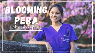 Blooming Pera Robarosia spring  Faculty Of Medicine  University Of Peradeniya [upl. by Naerda859]