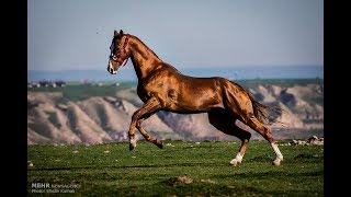 The Turkoman Horse [upl. by Deb]