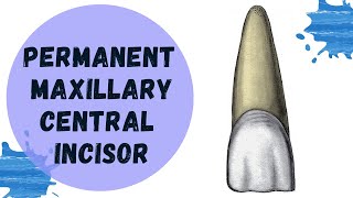 Permanent Maxillary Central Incisor  Tooth Morphology Made Easy [upl. by Frear894]