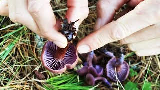 How to Mushroom Forage without Dying Amethyst Laccaria [upl. by Croner]