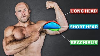 How To Increase Size in EVERY Part of the Biceps [upl. by Oir]