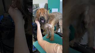 Briard Maya Enjoys Grooming shorts [upl. by Pawsner145]