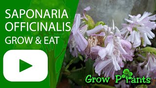 Saponaria officinalis  grow amp care Wild Sweet William [upl. by Schaffer]