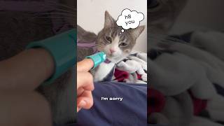 I Tried Brushing my Cat’s Teeth 😅 catshorts [upl. by Alfredo]