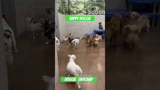 Doggie Day camp happy doggiesshortvideo shorts doggie dog doglife doggiesdoggyfunnyadorable [upl. by Ilona]