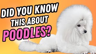 7 Fascinating Facts About Poodles You Never Knew [upl. by Sirotek]