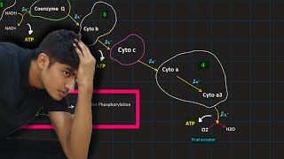 Glycolysis Pyruvic acid oxidation Krebs cycle ETC  MDCAT Biology [upl. by Ayanej213]