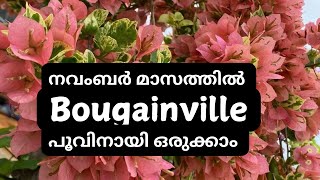 Bougainville pruning and fertilizingbougainvillea bougainvilleagarden bougainvillepruning [upl. by Chapin634]