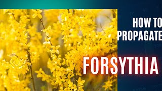 The MindBlowing Secret To Propagating Forsythia  Anyone Can Do It [upl. by Alema]