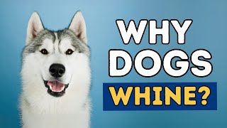 How To Stop Dog Whining [upl. by Drageruaeb]