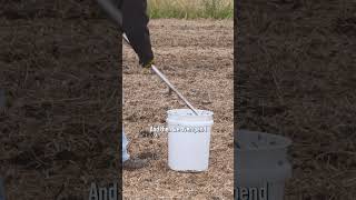 Test your soil before buying nitrogen [upl. by Ammon]