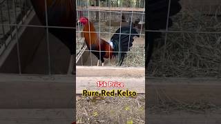 Pure Red Kelso  15k shortvideo [upl. by Lodhia]