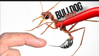 You wont Believe How Much a Bulldog Ant Sting Hurts [upl. by Maisie787]