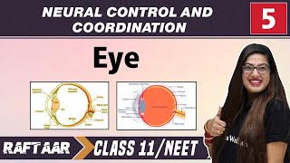 Neural Control and Coordination 05  Eye  Class11NEET [upl. by Siddra51]