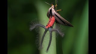 creatonotos gangis un insecto con aspecto de otro mundo ver para creer 20102017 [upl. by Wat]