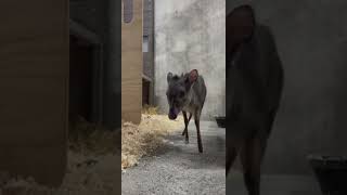 Blue Duiker Calf  Cincinnati Zoo shorts [upl. by Eelanaj103]