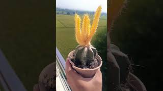 Echinocereus pentalophus variegata graft [upl. by Yor149]