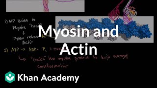 Myosin and actin  Circulatory system physiology  NCLEXRN  Khan Academy [upl. by Aelber]