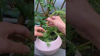 Decoration portulaca flower in pot shortvideo gardening portulaca portulacaflower bonsai diy [upl. by Liggett]