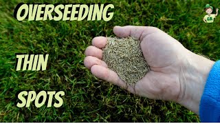 How to overseed a thin lawn and bare spots [upl. by Mahtal]