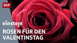 Valentinstag – Das grosse Geschäft mit Rosen und Blumen  Tag der Liebenden  Einstein  SRF Wissen [upl. by Auqenaj]