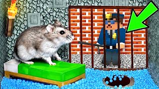 🐹ESCAPE MINECRAFT Hamster Maze with Traps 😱OBSTACLE COURSE😱 [upl. by Epoh21]