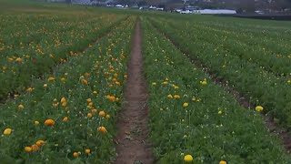 Spring into Color Carlsbads Flower Fields to open Friday [upl. by Lorak234]