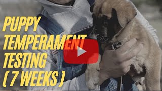 Puppy Temperament Testing 7 weeks [upl. by Gratt]