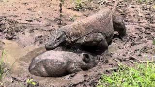 Komodo dragon Viral Vs Wild Boar Alive In The Mud [upl. by Lertsek]