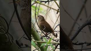 Wren Singing  Bird Songs and Calls [upl. by Ttihw]